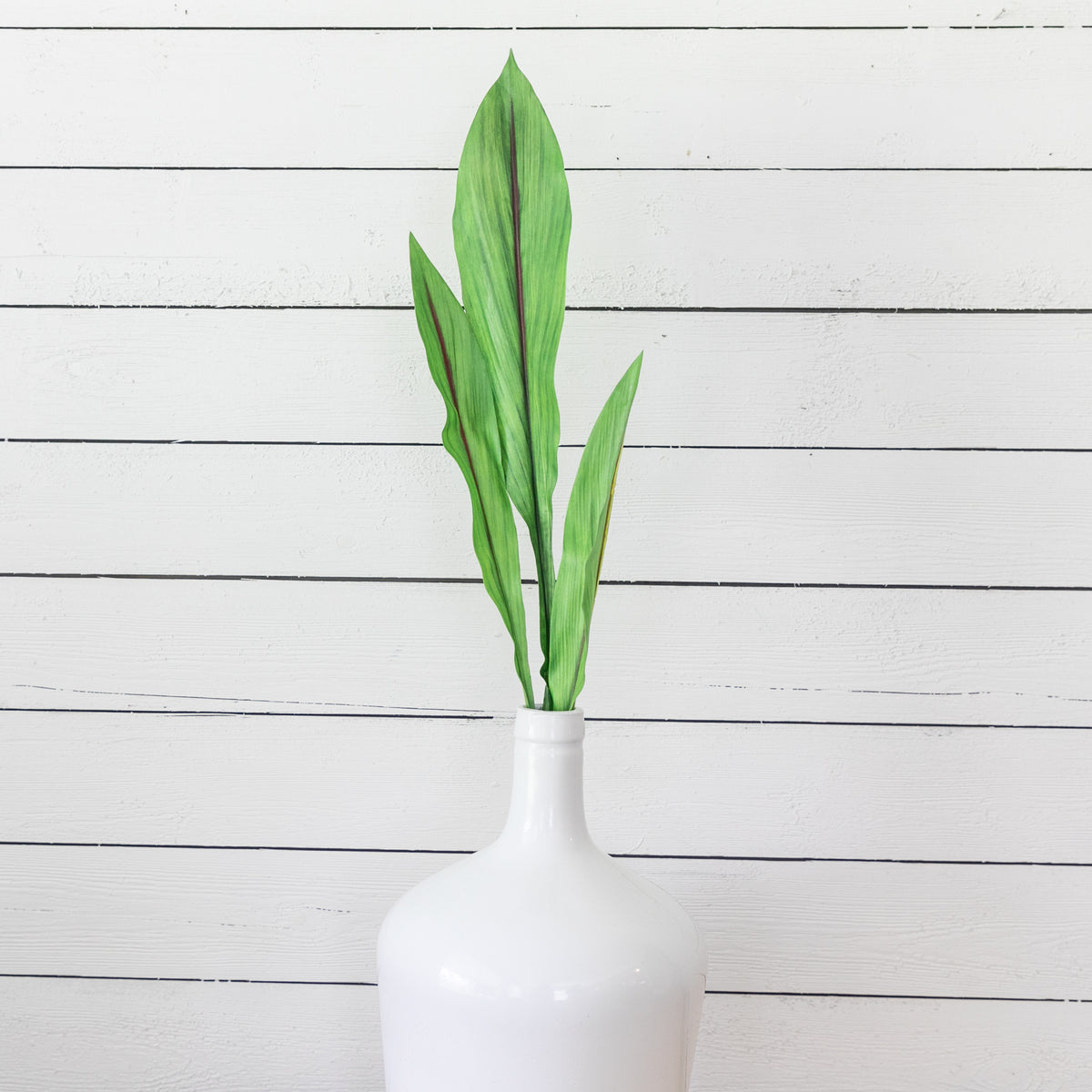 Curcuma Foliage Stem