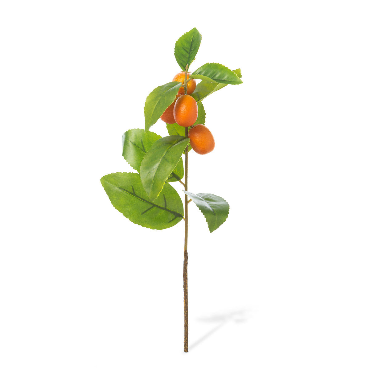 Kumquat Stem