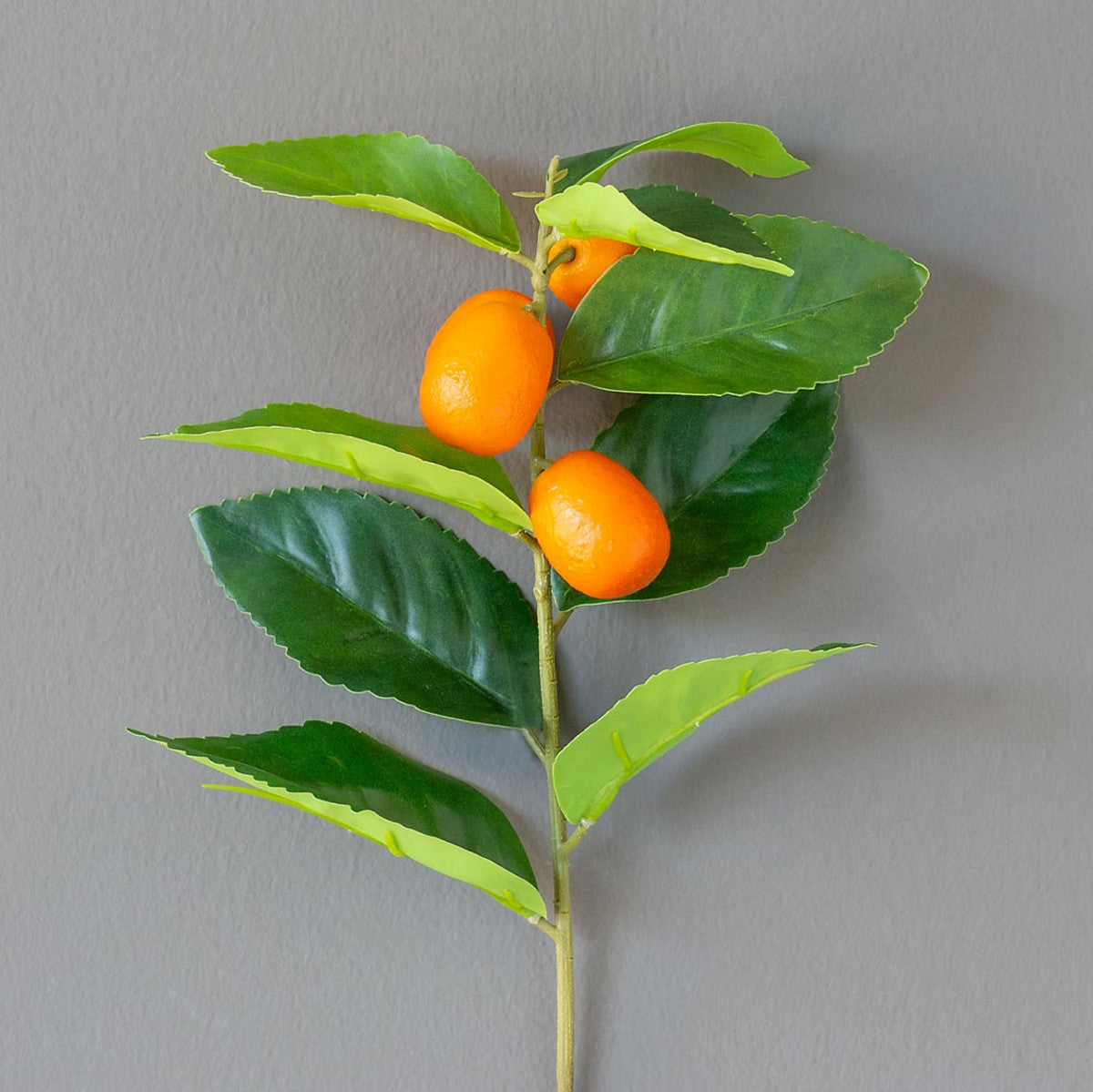Kumquat Stem