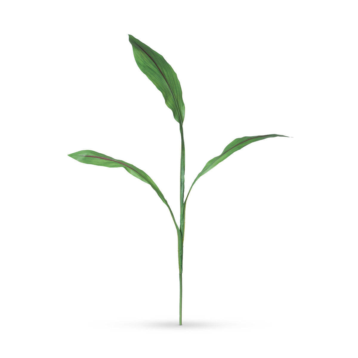 Curcuma Foliage Stem